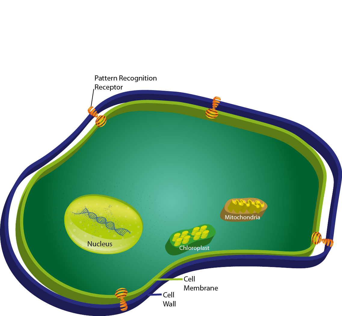 Cell1