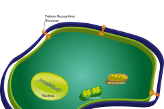 Cell1