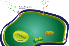 Cell2