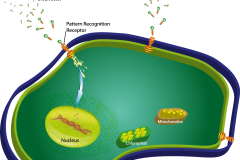 Cell3