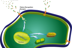 Cell4