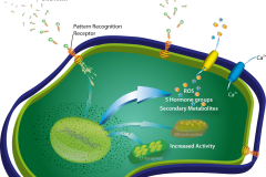 Cell6
